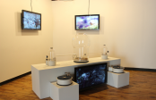 Installation at 26th Images Festival, Interaccess Gallery, Toronto, Canada, 2013
