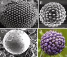 Hexagonal pattern out of the scientic research paper "Stressed-out microstructures form botanical-style patterns", 2005